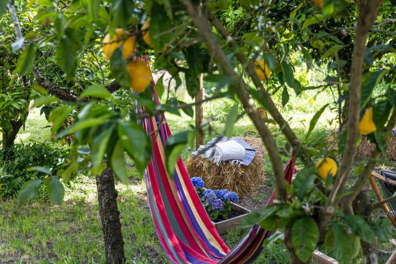 Avo Rosa Guesthouse Sao Joao da Ribeira ภายนอก รูปภาพ
